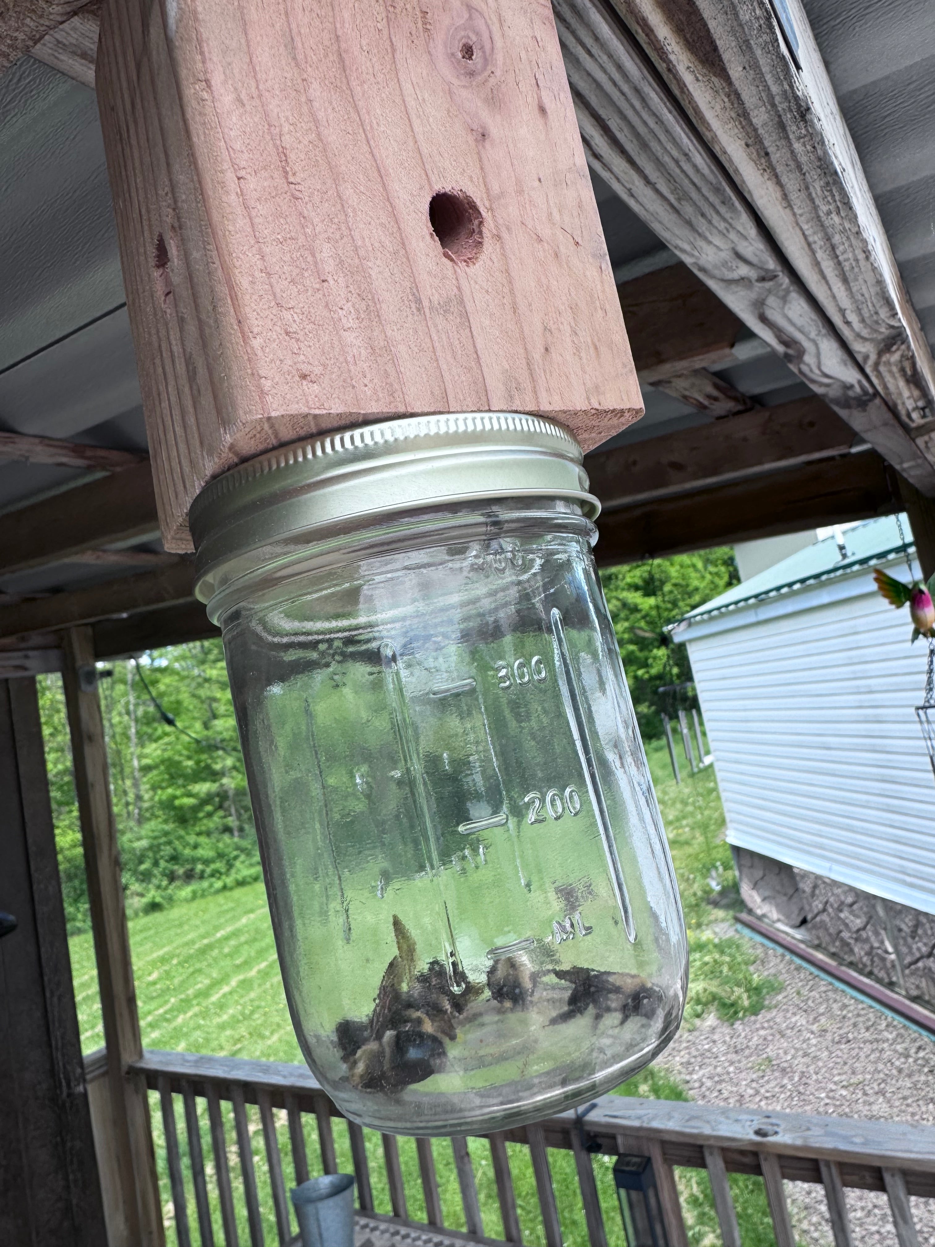 Carpenter Bee Traps